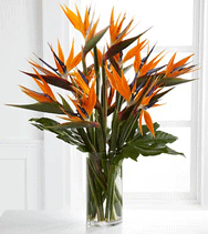 bird of paradise