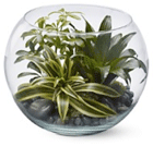 terrarium