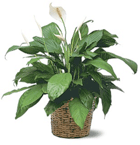 floor plant