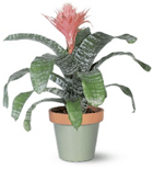 bromeliad