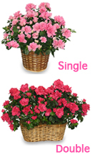 AZALEA PLANT