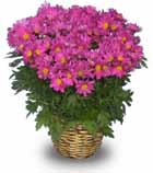 Blooming Plant