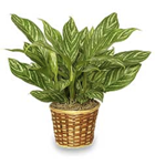 Chinese Evergreen