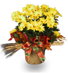 Yellow Chrysanthemum