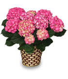 Blooming Hydrangea