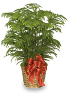 Norfolk Island Pine