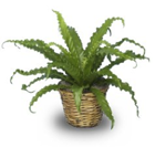 Bird's Next Fern