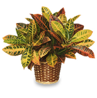 Croton
