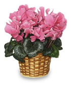 Cyclamen