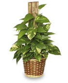 Golden Pothos