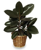 Rubber Plant